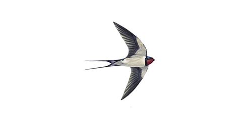 Swallow Bird Facts Hirundo Rustica The Rspb