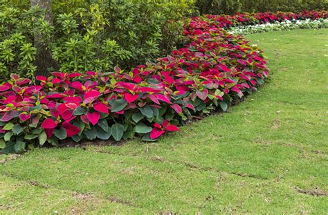 poinsettia care growing guide jung seeds gardening blog