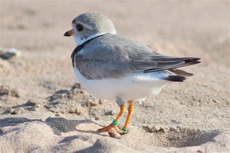 piping plover season features northern express