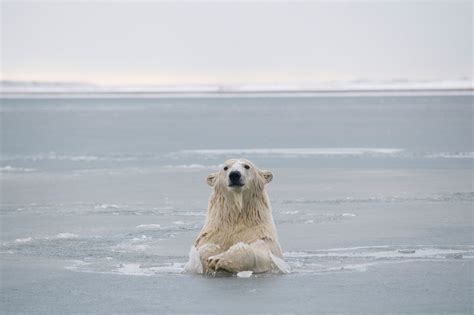 biden suspends drilling leases  arctic national wildlife refuge