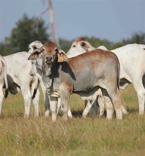 polled brahman cattle  sale superior genetics  work moreno ranches