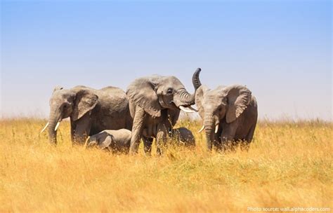 Interesting Facts About African Bush Elephants Just Fun Facts