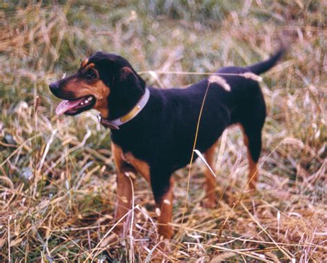 coonhound treeing scenting tracking britannica