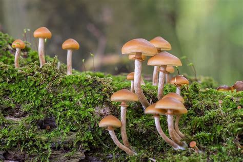 poisonous types  mushrooms worldatlas