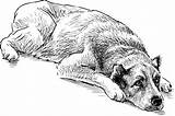 Dog Hond Lying Liggen Schets Liggande Skissa Shepherd sketch template