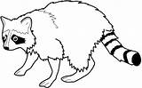 Raccoon Szop Pracz Kolorowanka Kot Dziki Druku Wydrukuj Malowankę sketch template
