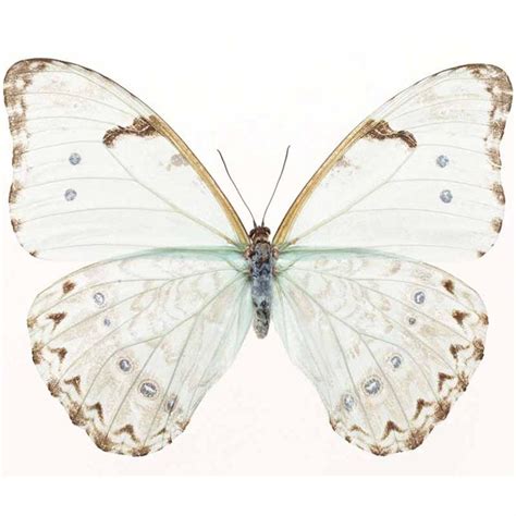 pin  mitzi smith  crush butterfly beautiful butterflies white butterfly