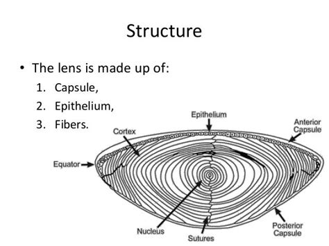 anatomy  lens