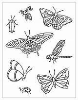 Insetos Colorir Bugs Insects Desenhos Contact Scholarschoice sketch template
