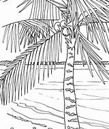 Palm Coconut Colouring Palmen Foglie Strand Disegni Palme Beaches Palms Palma Colorare Malvorlagen Colorir sketch template