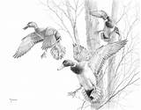Duck Drawing Mallard Hunting Drake Ducks Sketches Waterfowl Canard sketch template