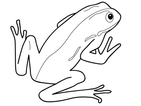 reptile  amphibian coloring pages search