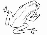 Amphibian Drawing Reptile Coloring Pages Clipart Colouring Frog Amphibians Sketch Clip Cliparts Amphibious Clipartbest Getdrawings Template Library sketch template