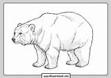 Grizzly sketch template