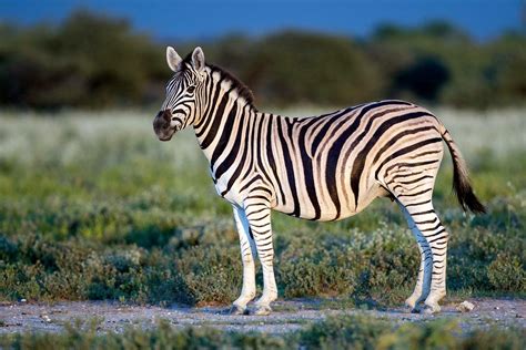pin  teresita calero  travel africa  india plains zebra