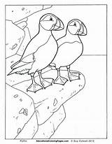 Coloring Puffin Pages Birds Book Colouring Iceland Kids Bird Animal Drawing Printable Dessin Educational Preschool Books Fun Worksheets Drawings Coloriage sketch template
