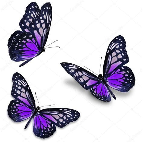 purple butterfly stock photo  cthawats