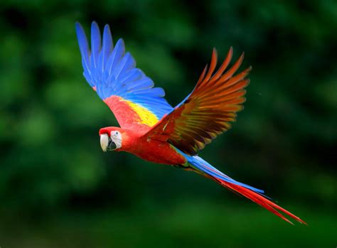 flights  fancy   colorful  exotic birds   planet