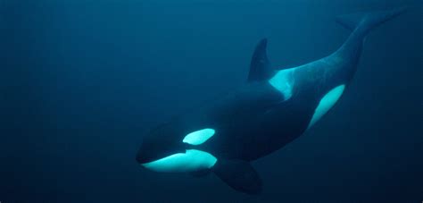 record breaking dive   hungry killer whale hakai magazine