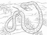 Serpent Corn Ausmalbilder Anaconda Kornnatter Maus Python Colorier Souris Verdaut Tote Reptiles Blés sketch template