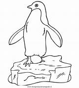 Pinguin Penguin Colorare Colorat Coloring Kleurplaten Pingouin Pinguini Malvorlagen Pinguinul Pinguins Disegni Animale Pinguino Malvorlage Ausmalbild Pinguine Animierte Oul Kleurplaat sketch template