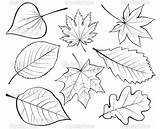 Drawing Leaves Leaf Line Fall Bamboo Vector Autumn Leafs Sketch Coloring Contour Pages Plant Falling Drawings Set Getdrawings Google Clipart sketch template