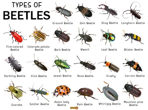 types  bugs