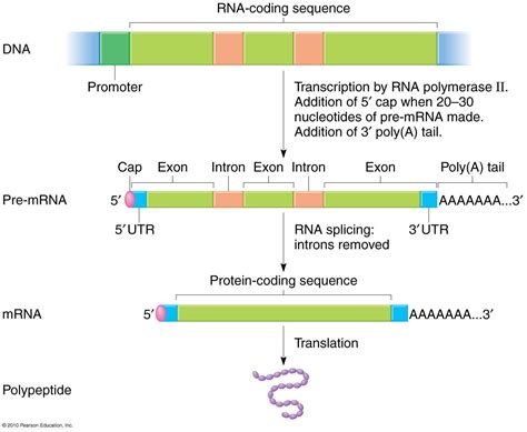 post transcriptional processing