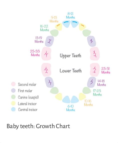 infant teething chart