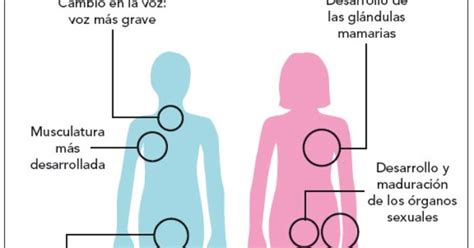 La ReproducciÓn Y Sexualidad Humana Sexto AÑo Laminas Educativas