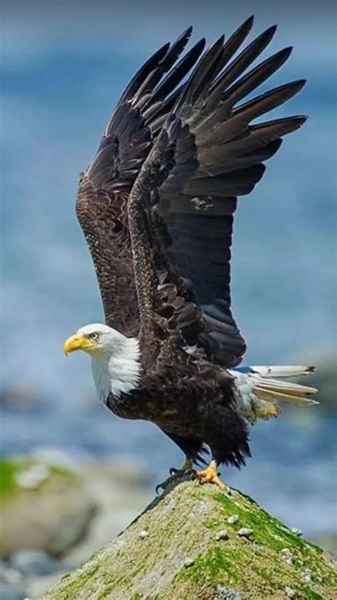 eagle bird eagle bird hd phone wallpaper pxfuel