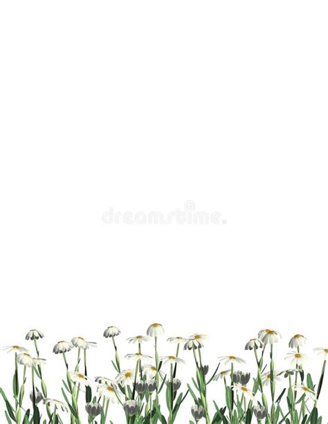 daisies bottom border letter stock image image   page