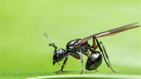 drone ants pest phobia