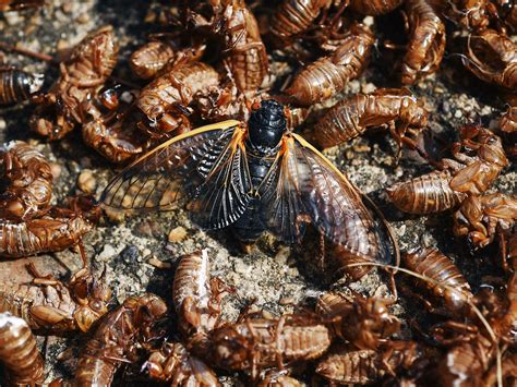 brood  cicadas      close   dont   wired
