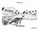 Turkey Coloring Wild Habitat Pdf Sponsors Wonderful Support Please sketch template