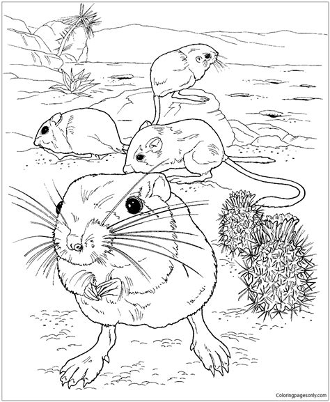 giant kangaroo rats   desert coloring page  printable