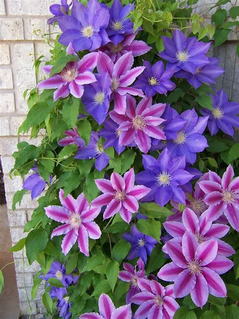 abigail holloway   plant clematis vines   grow clematis
