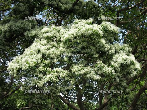 雪のような白い花が美しい小石川植物園のヒトツバタゴ 写真素材 [ 5235856 ] フォトライブラリー Photolibrary