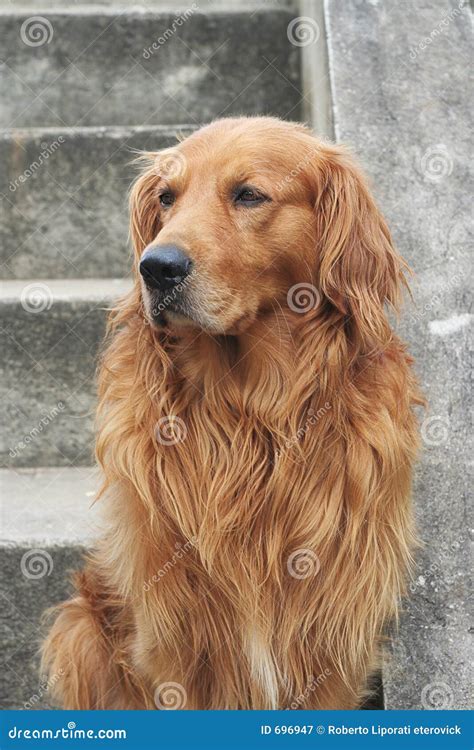 golden beautiful stock image image  cute adult animal