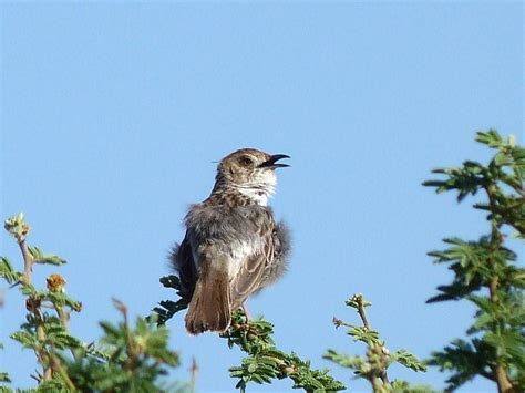 safari ecology common birds rattling cisticola   birds hold territories