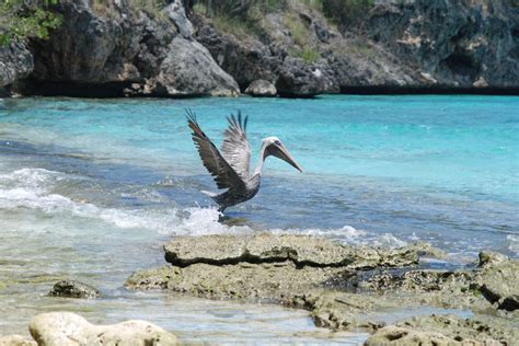 nadat deze pelikaan een lekker visje  gevangen ging hij  lekker op een steen staan