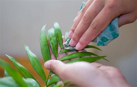 pin  plant care tips
