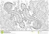 Travail Adultes Salamandres Coloration Blanche Fiche sketch template