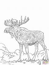 Elk Alce Colorare Moose Disegni Printable sketch template