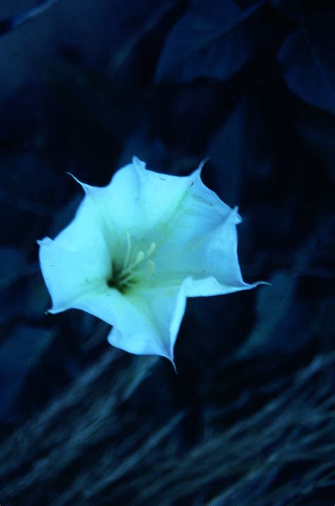 white datura flower opening earth a work in progress