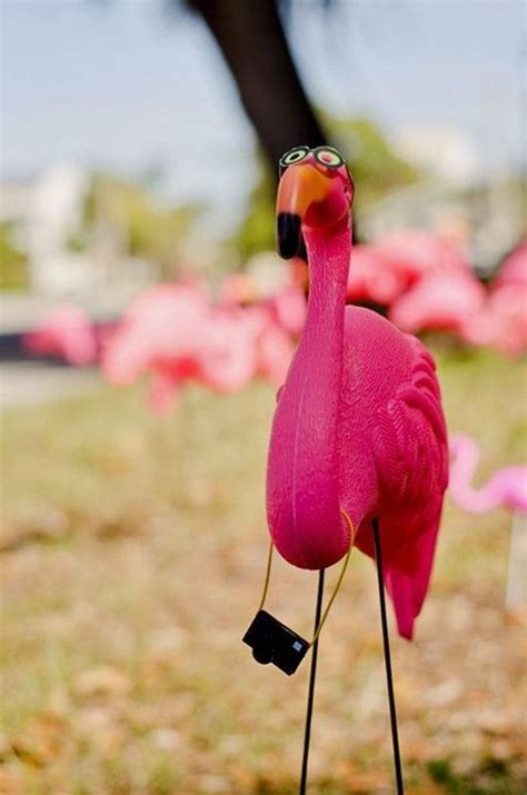 7 Hilarious Ways To Hack Pink Plastic Flamingos Plastic Flamingo
