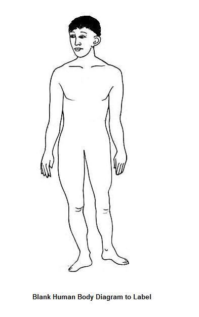 blank human body diagram  kids