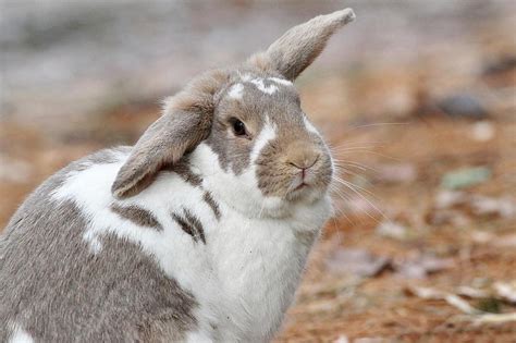 Lop Eared Bunny Photograph By Linda Crockett Fine Art America