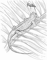 Lizard Coloring Pages Bug Grasshopper sketch template