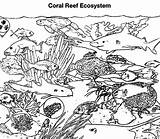 Corail Reef Coloriage sketch template